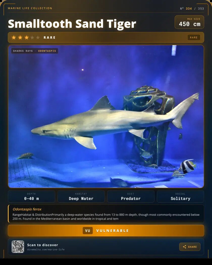 Smalltooth Sand Tiger species card