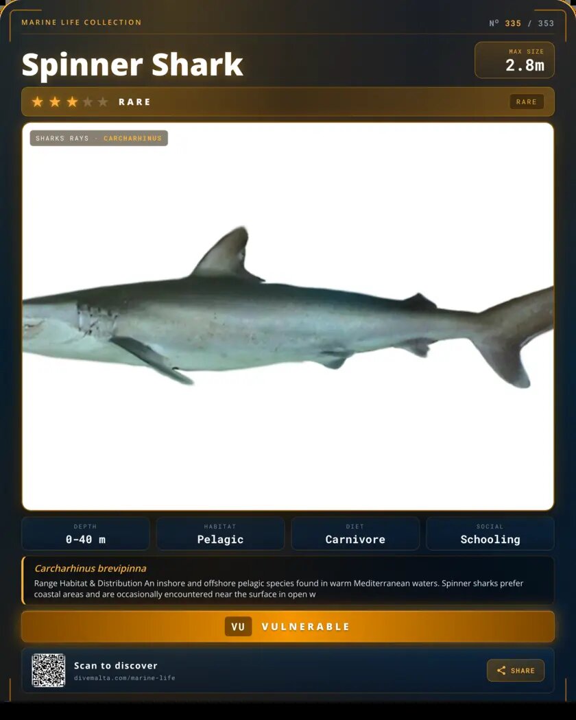 Spinner Shark species card