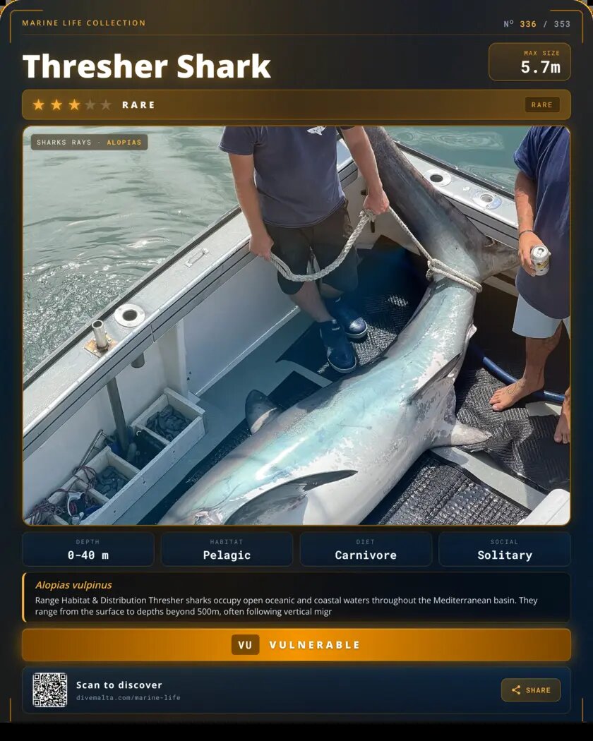 Thresher Shark species card