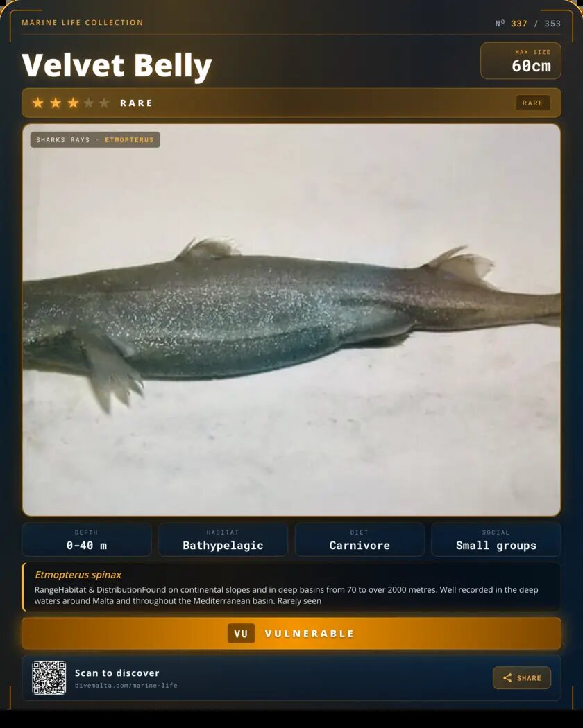 Velvet Belly species card