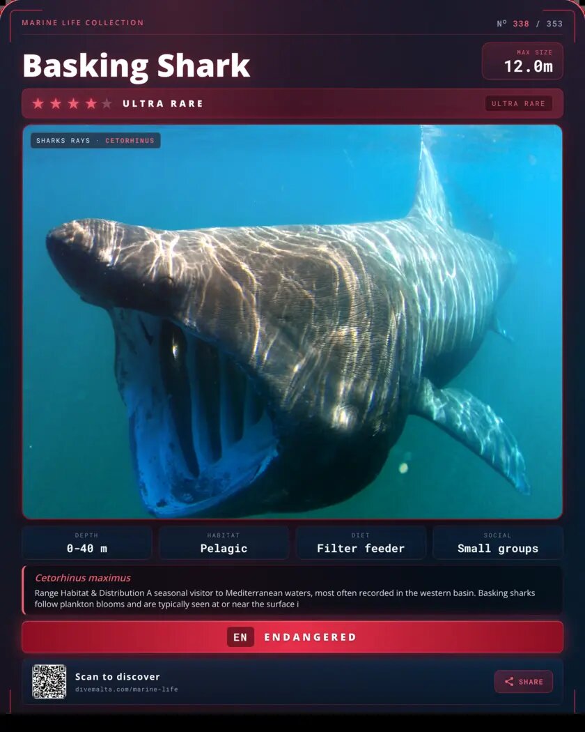 Basking Shark species card