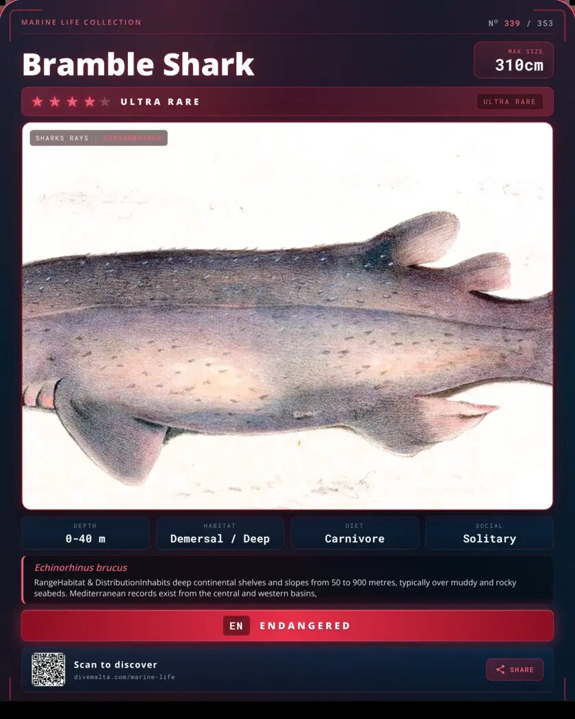 Bramble Shark species card