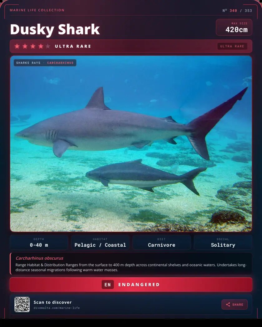 Dusky Shark species card