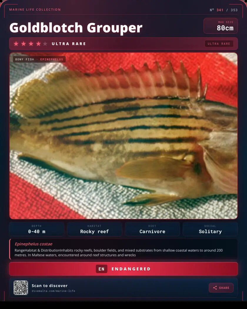 Goldblotch Grouper species card