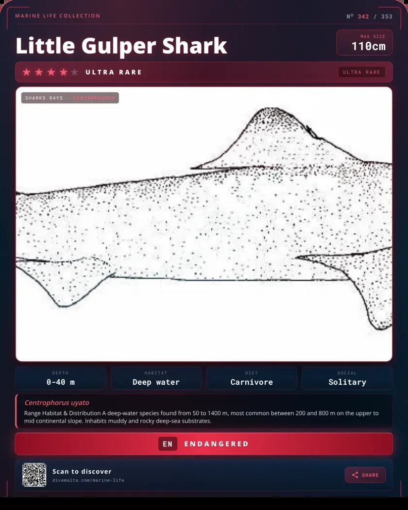 Little Gulper Shark species card