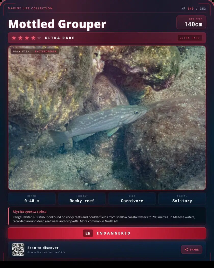 Mottled Grouper species card