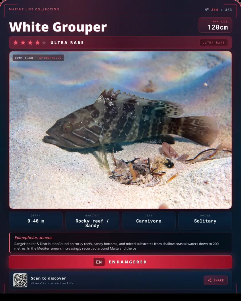 White Grouper species card
