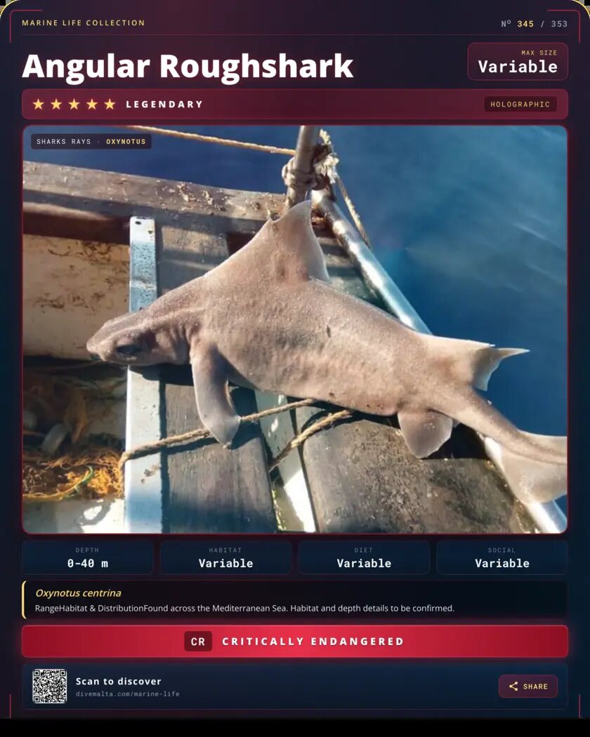 Angular Roughshark species card