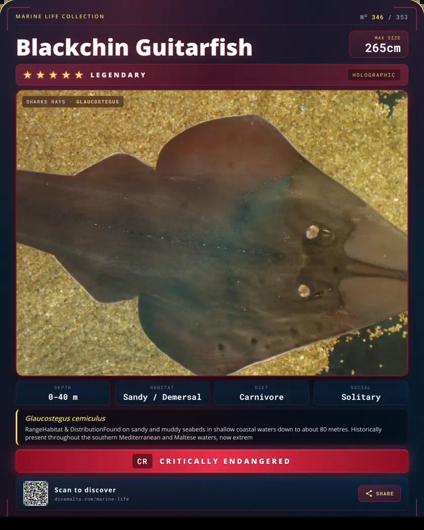 Blackchin Guitarfish species card
