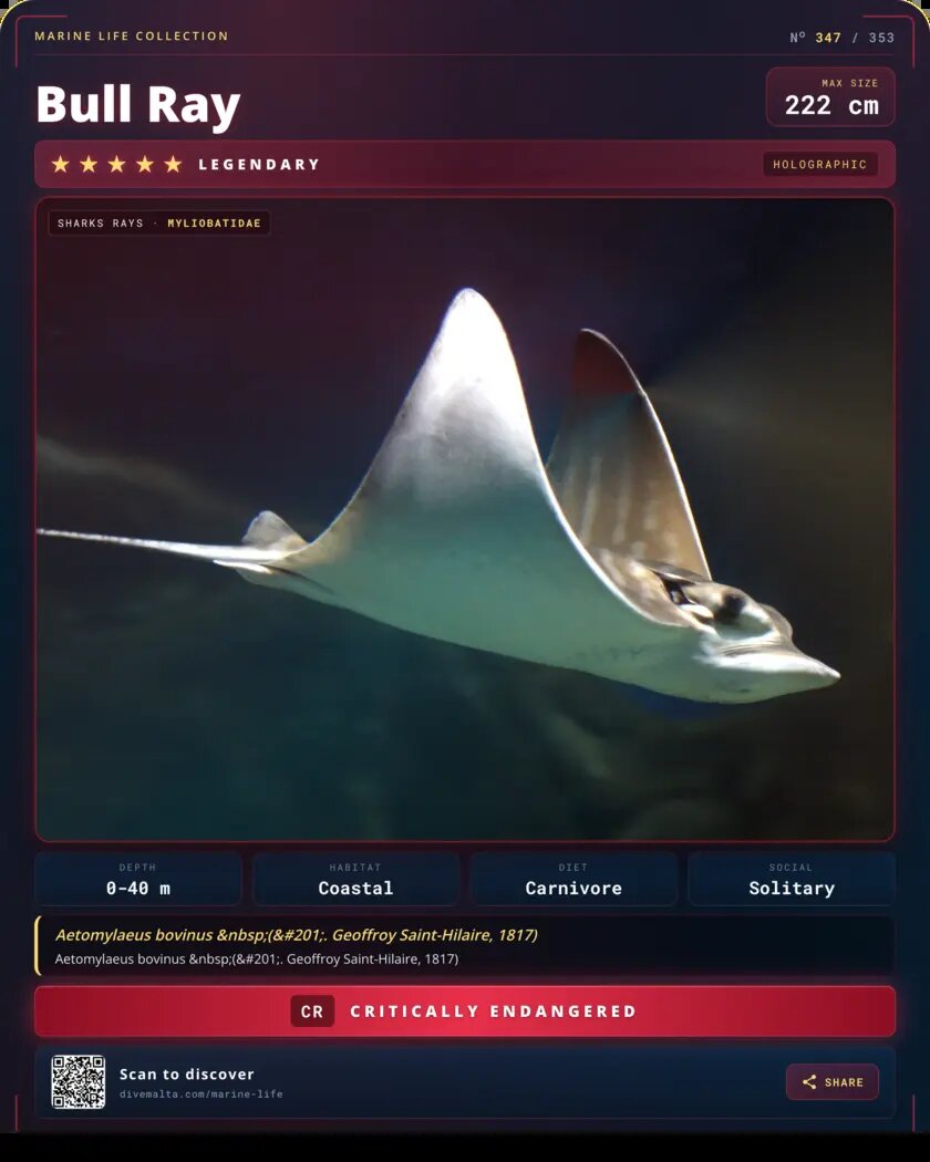 Bull Ray species card