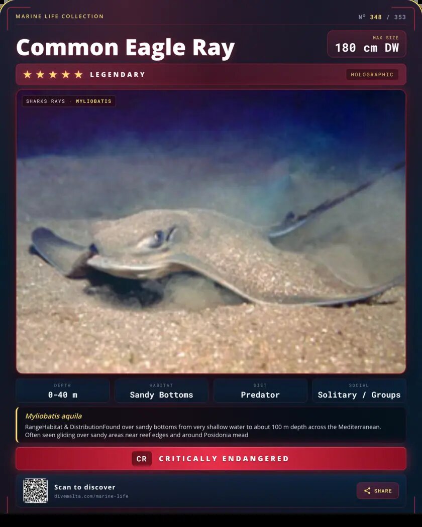 Common Eagle Ray species card