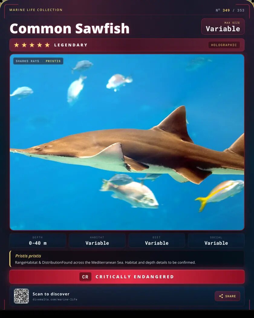 Common Sawfish species card