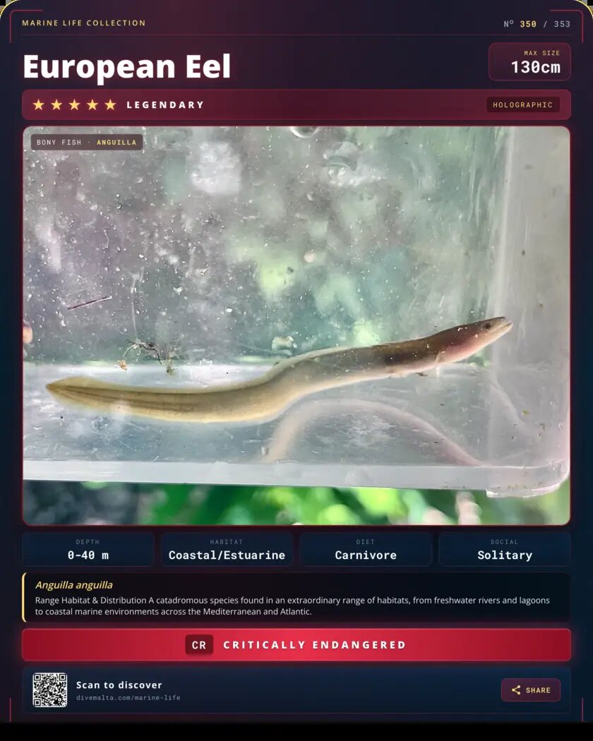 European Eel species card