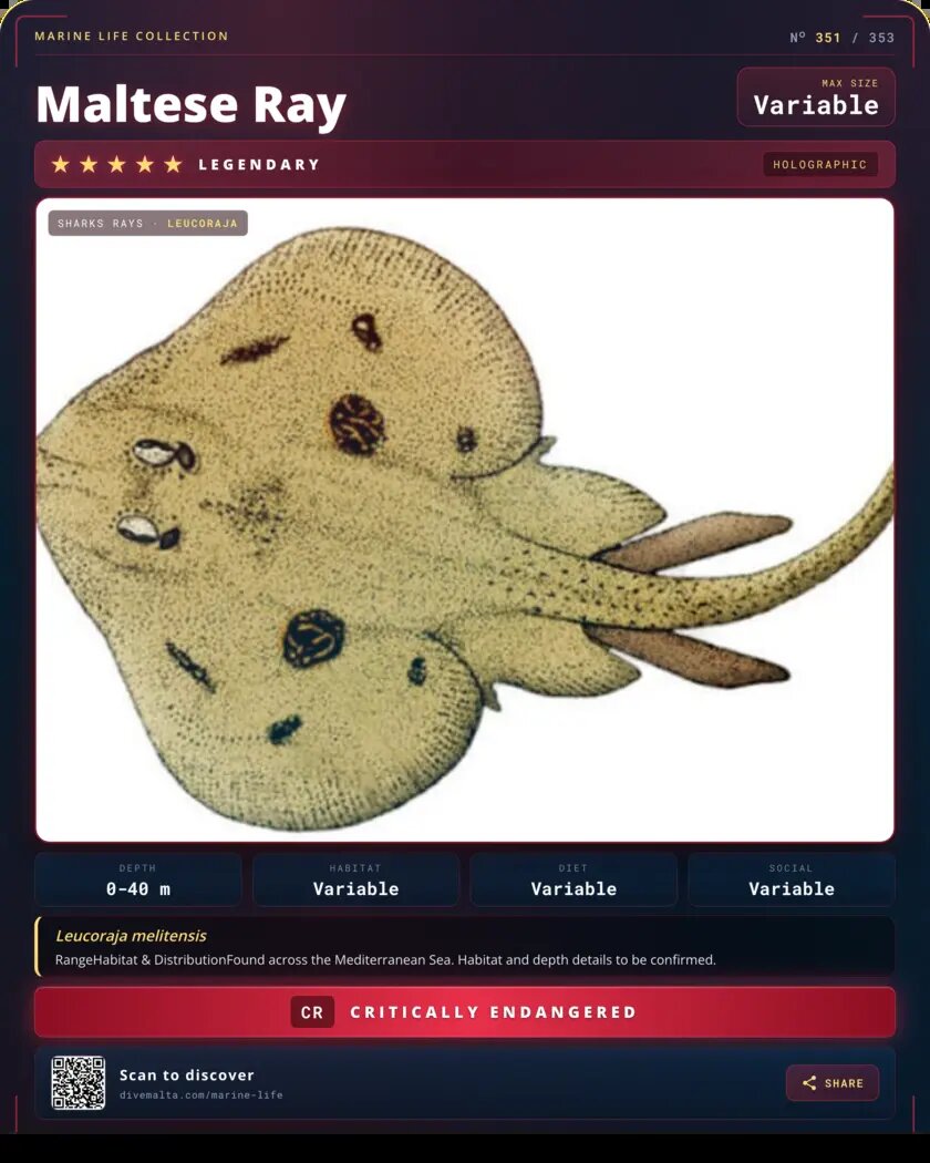 Maltese Ray species card