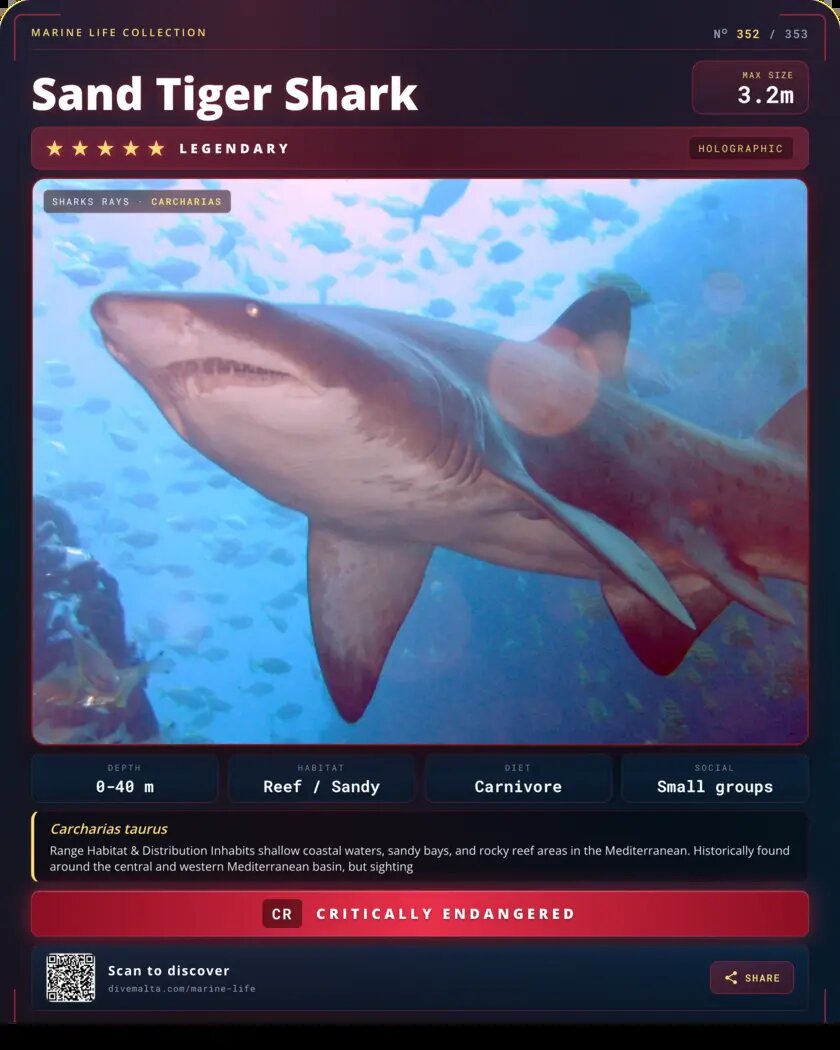 Sand Tiger Shark species card