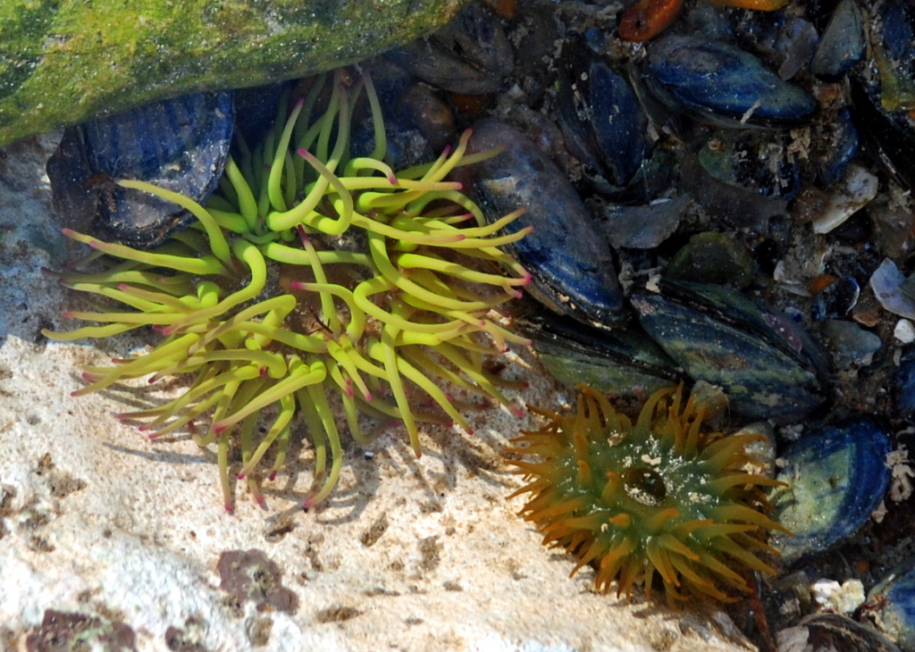 Snakelocks Anemone underwater Malta