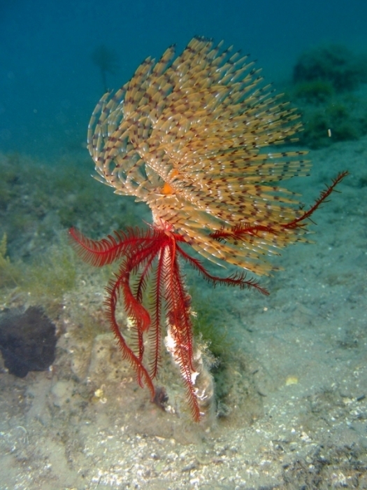 Mediterranean Feather Star underwater Malta