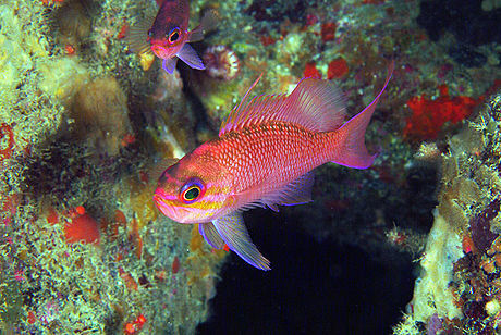 Mediterranean Fairy Basslet underwater Malta