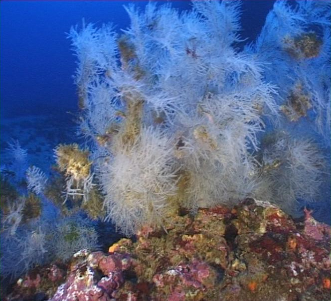 Feather Black Coral underwater Malta