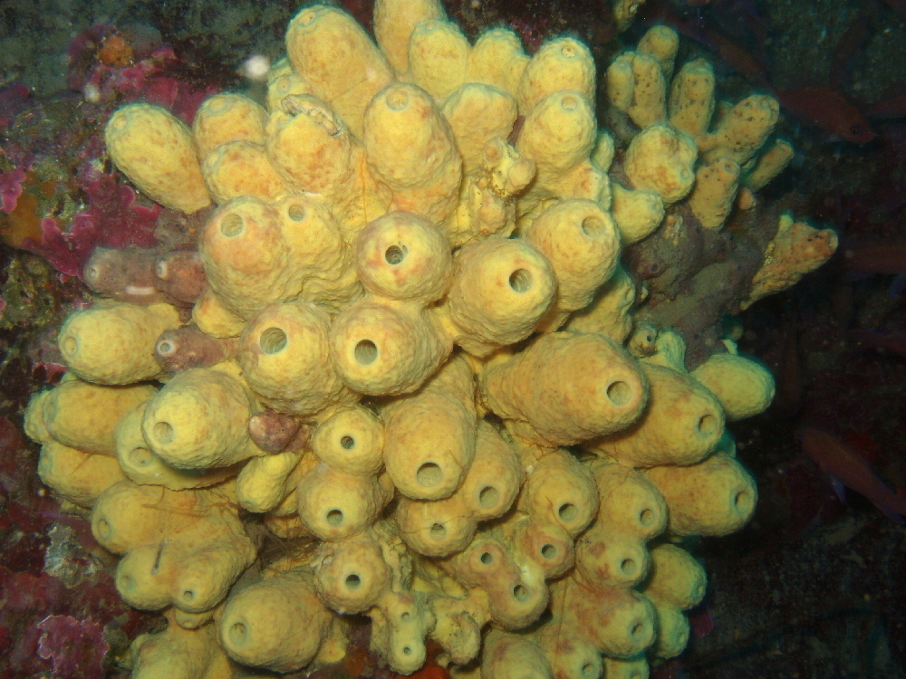 Yellow Cave Sponge | diveshack Marine Life Guide