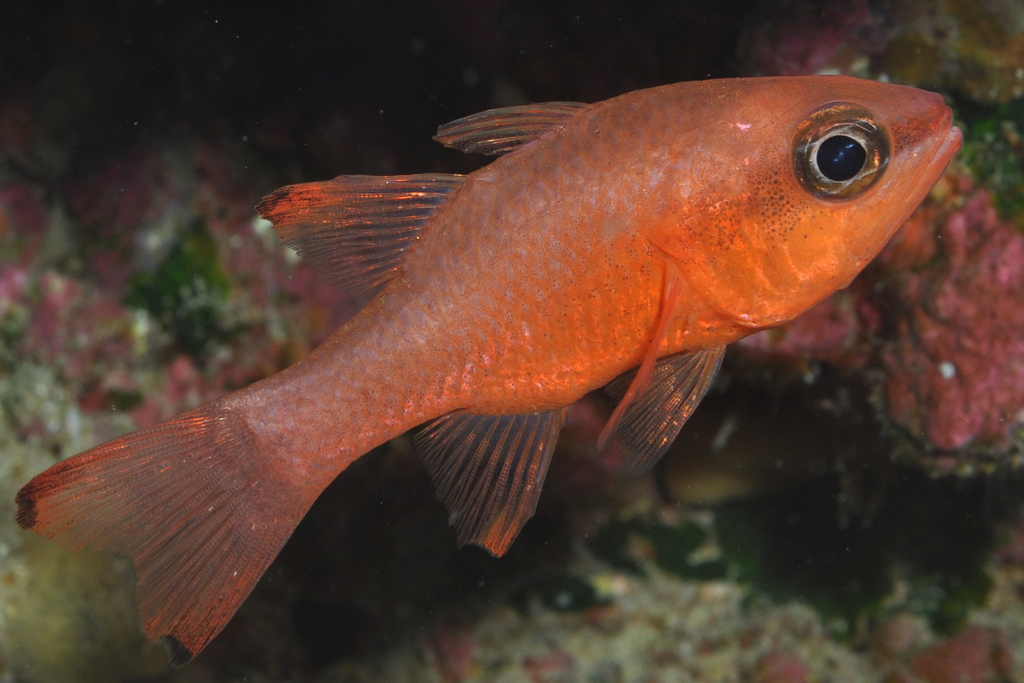Cardinal Fish underwater Malta