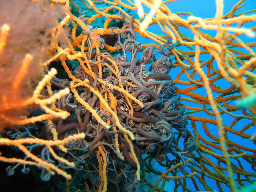 Basket Star underwater Malta