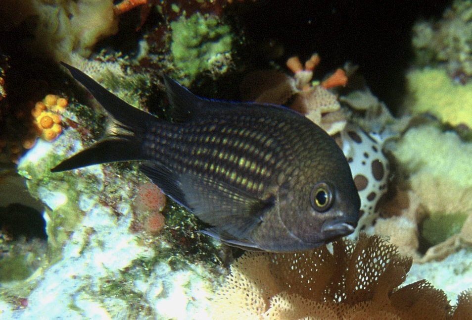 Brown Chromis underwater Malta