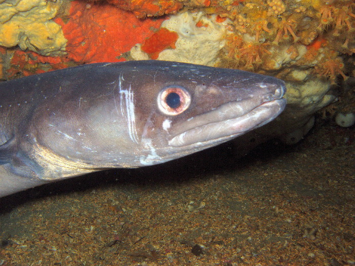 Conger Eel underwater Malta
