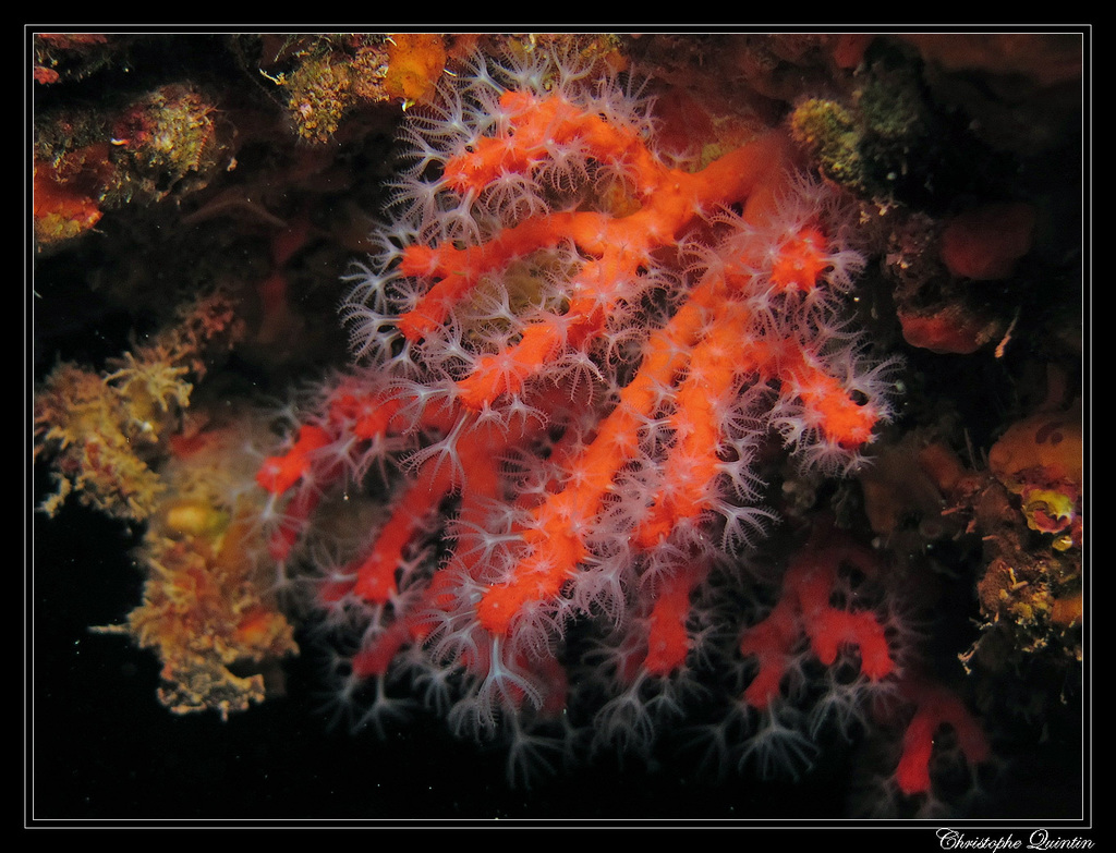 Red Coral underwater Malta