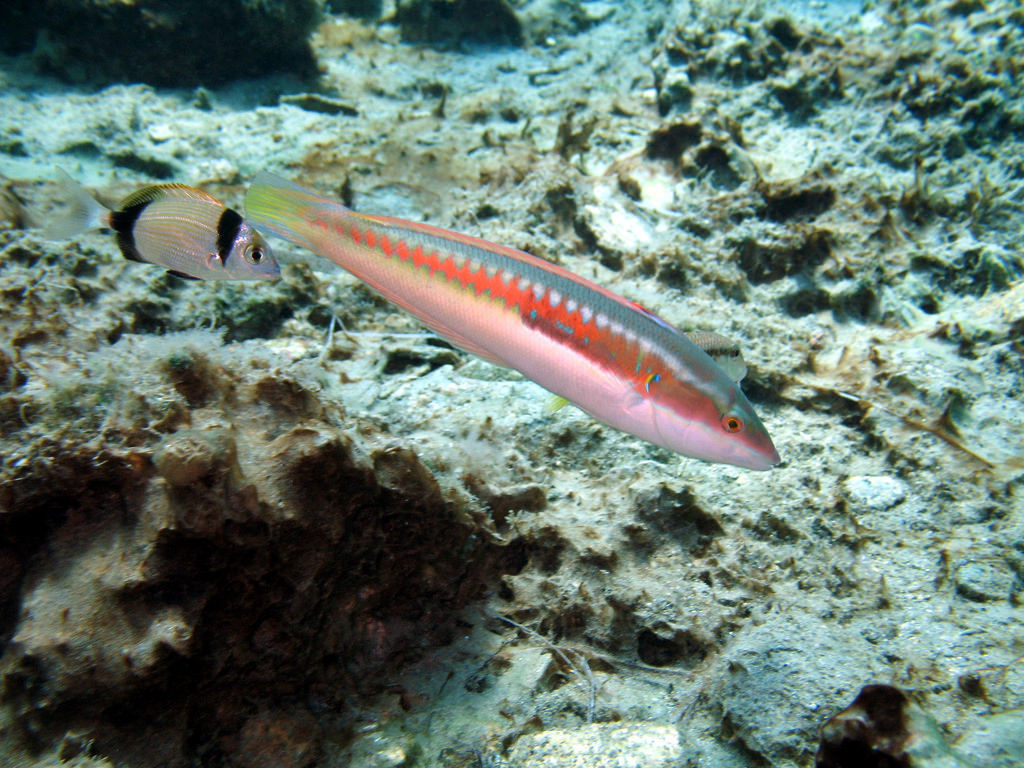 Rainbow Wrasse underwater Malta