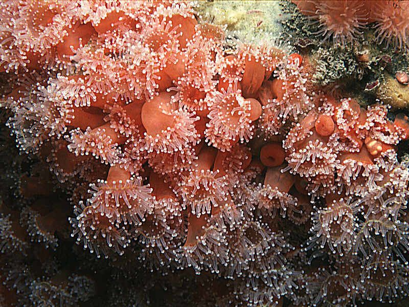 Jewel Anemone underwater Malta