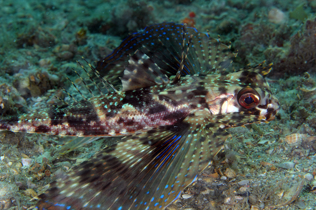 Flying Gurnard underwater Malta