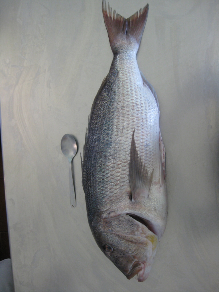 Common Dentex underwater Malta