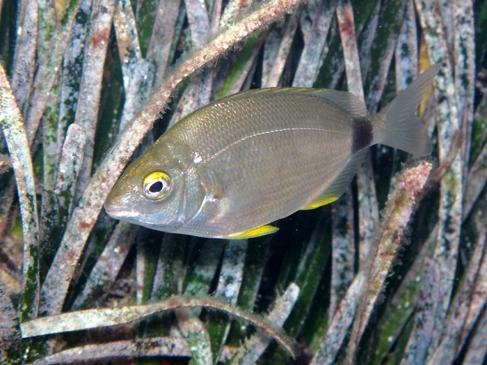 Annular Seabream underwater Malta