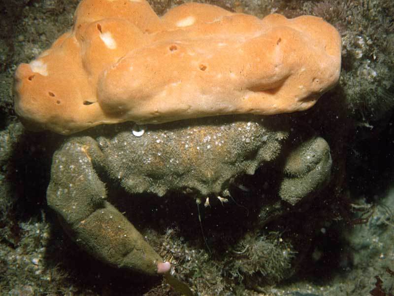 Sponge Crab underwater Malta