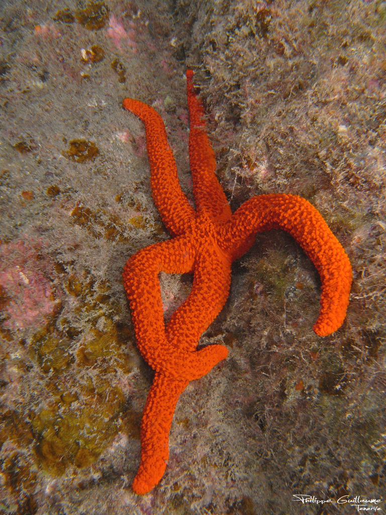 Red Starfish underwater Malta