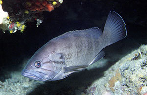 Dogtooth Grouper underwater Malta