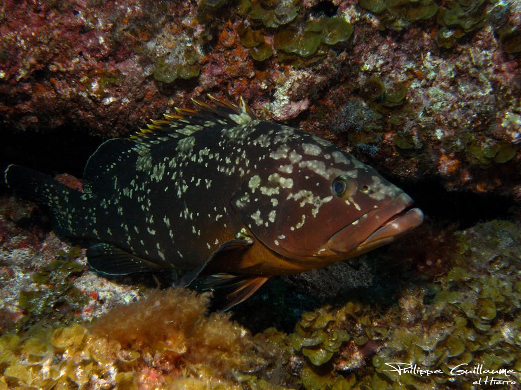 Dusky Grouper underwater Malta