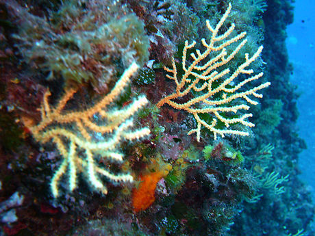 Yellow Gorgonian - Mediterranean marine life Malta