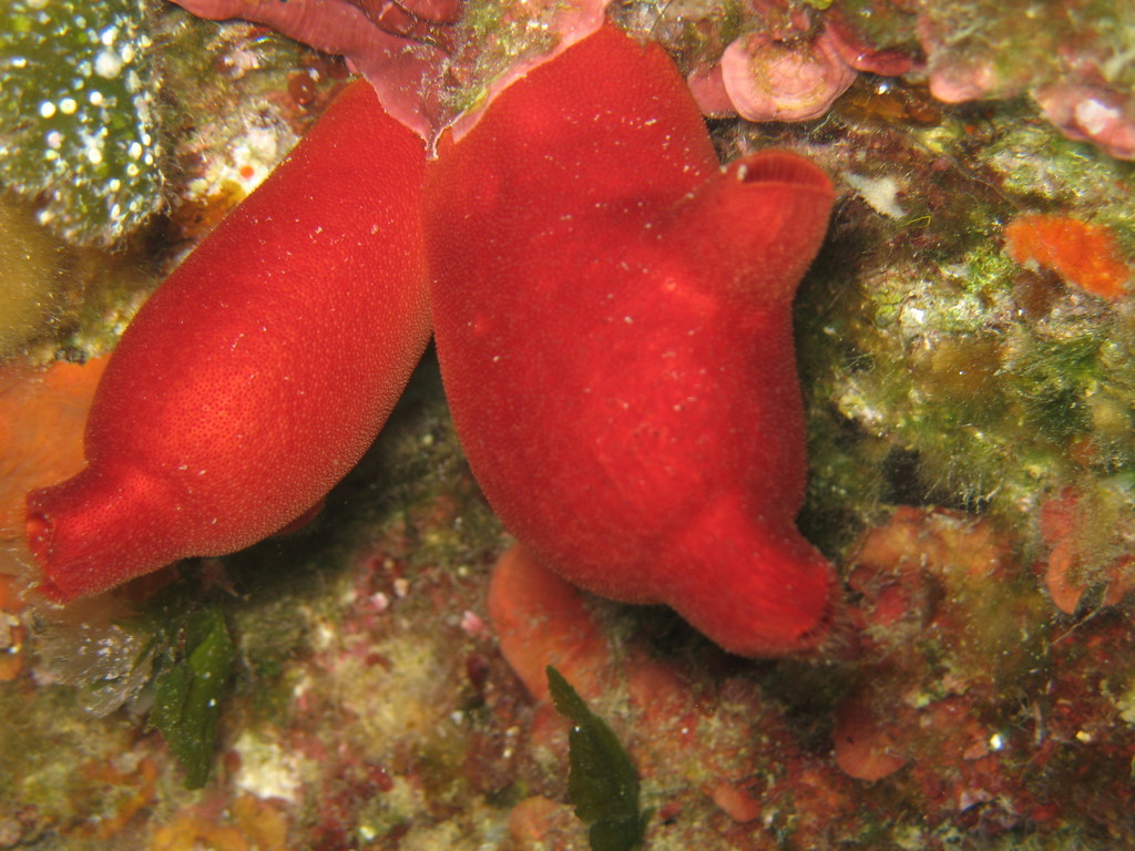Red Sea Squirt underwater Malta