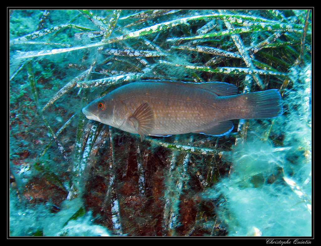 Brown Wrasse underwater Malta
