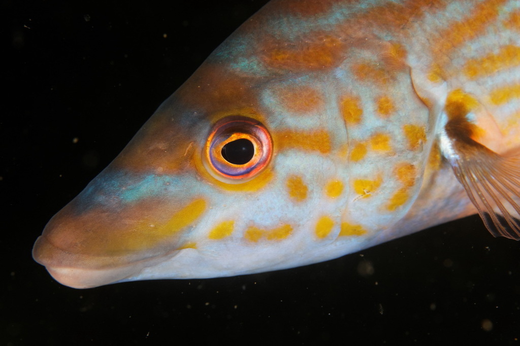 Cuckoo Wrasse underwater Malta