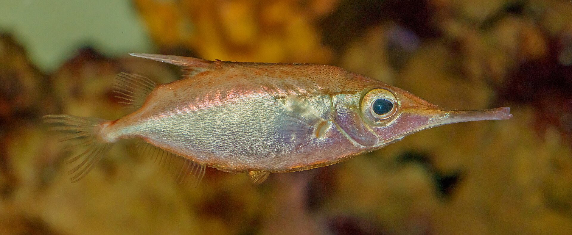Pink Snipefish Longspine Snipefish | diveshack Marine Life Guide