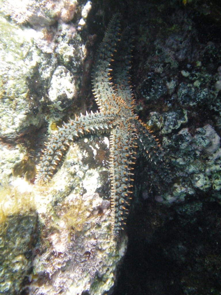 Spiny Starfish underwater Malta