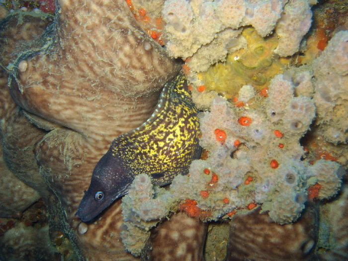 Mediterranean Moray underwater Malta