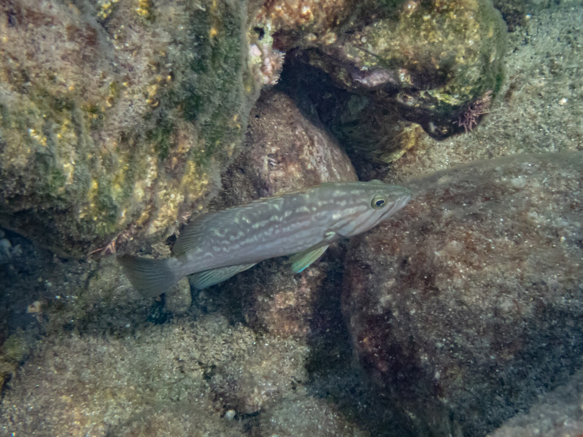 Mottled Grouper | diveshack Marine Life Guide