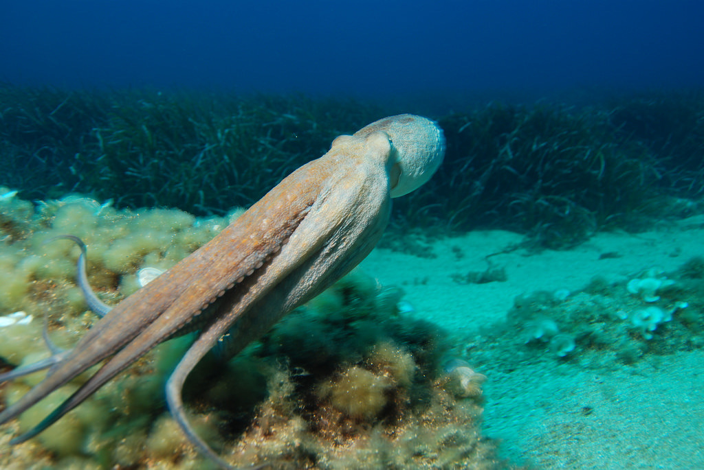 Common Octopus underwater Malta
