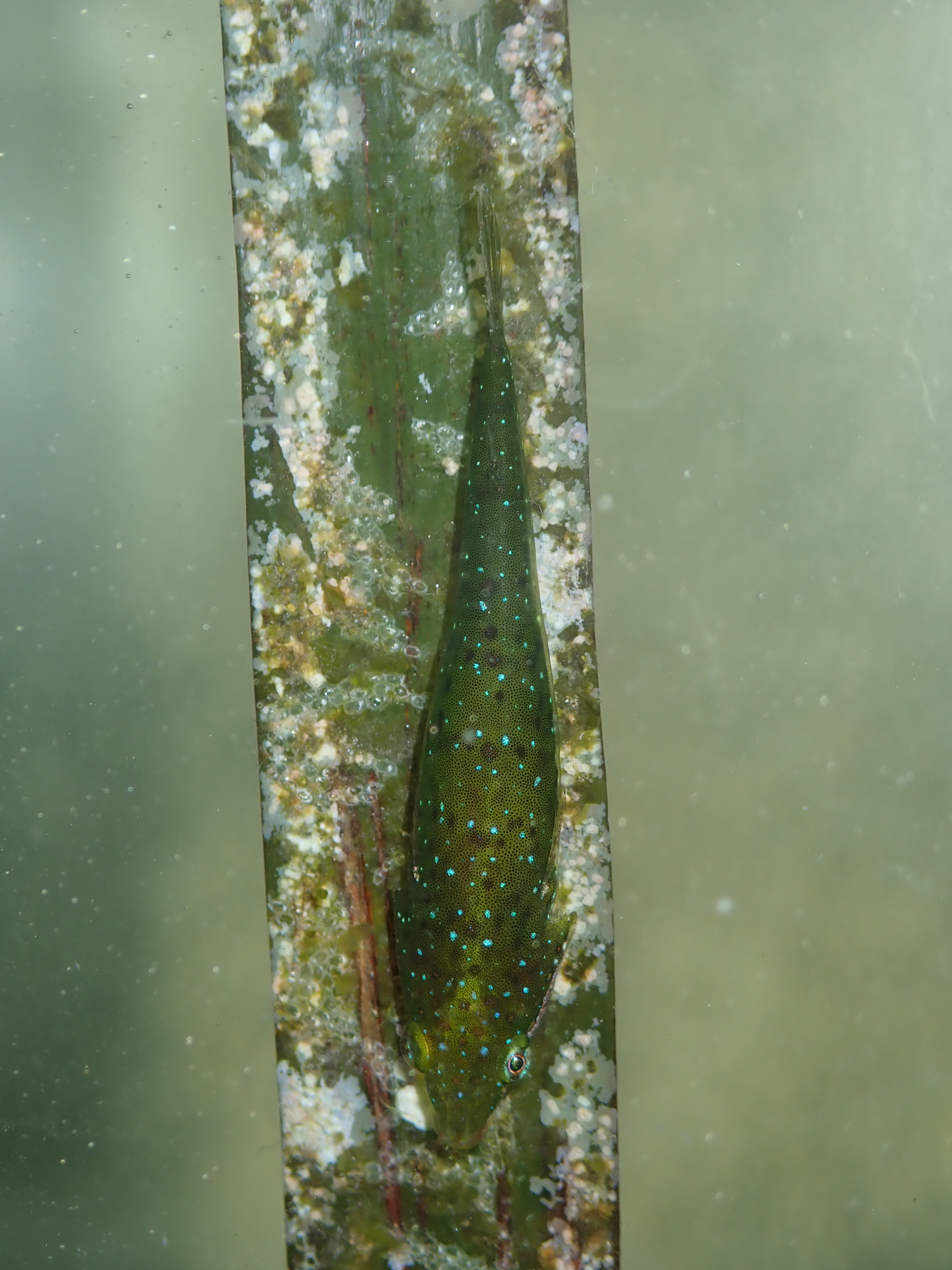 Slender Clingfish | diveshack Marine Life Guide