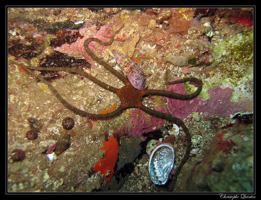 Common Brittlestar underwater Malta