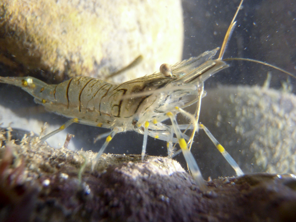 Common Prawn underwater Malta